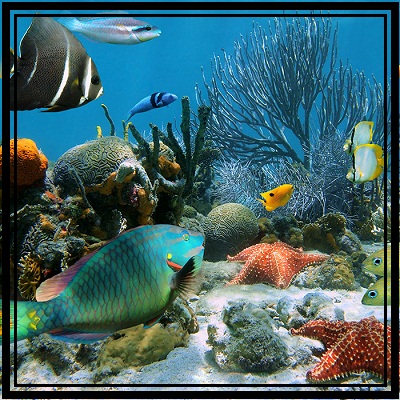 PRESERVING THE ENVIRONMENT (Skills 2)